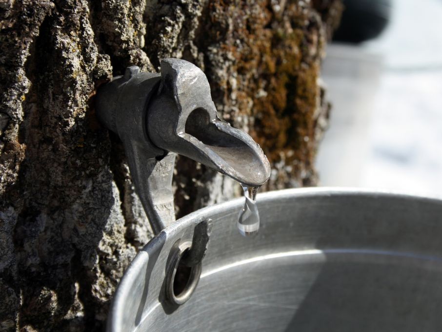 Vermont Maple Syrup Tap © Anikasalsera | Dreamstime 2250477