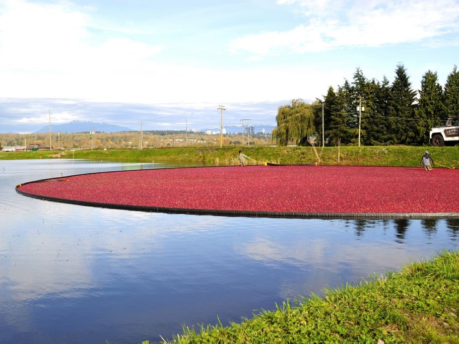 Cranberry Bog © Jamesvancouver | Dreamstime 17820027