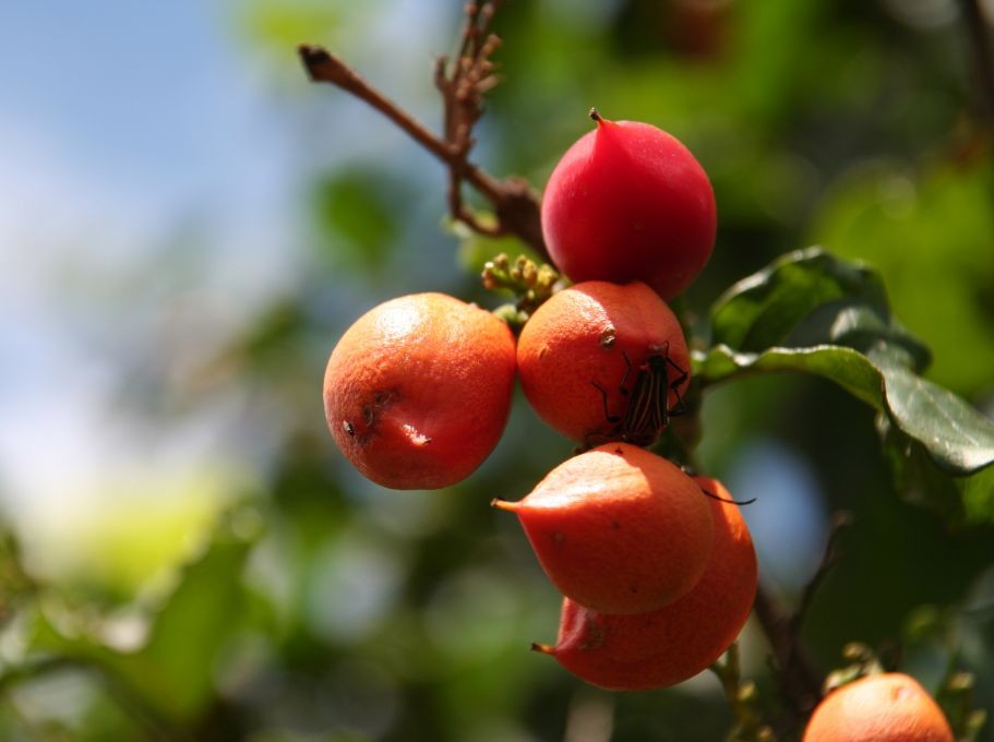 Tropical Guarana Fruit © Rodrigo Arena | Dreamstime 1702525