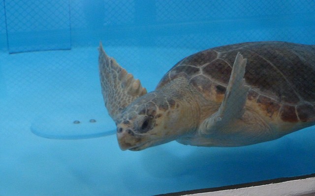 A Loggerhead at the Sea Turtle Rehabilitation Facility, Gumbo Limbo Nature Center, Florida © Lisa Jacobs | Flickr
