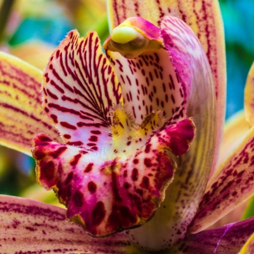Orchid in the W.W. Seymour Botanical Conservatory in Tacoma, Washington © Judi Kubes | Dreamstime 51596845
