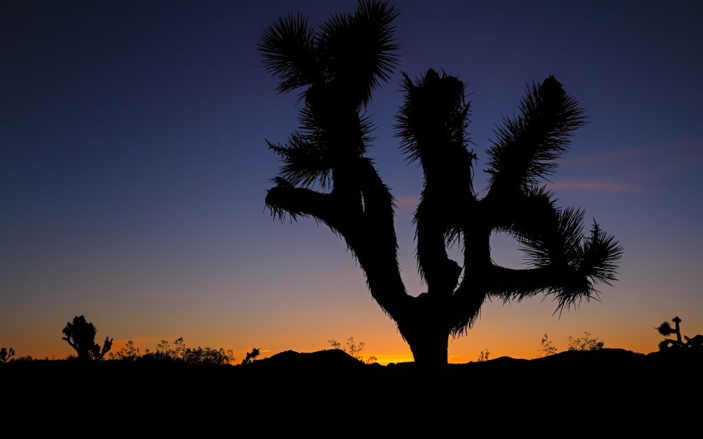 Joshua Tree National Park, California © Eduard Moldoveanu | Dreamstime 37217879