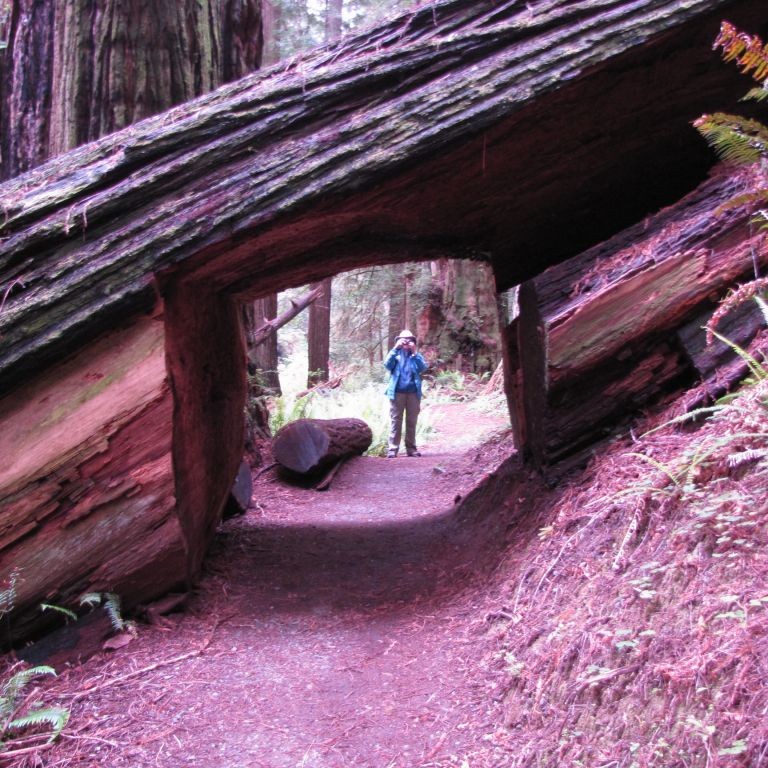 Prairie Creek Redwoods State Park, California © Kid Cowboy | Flickr