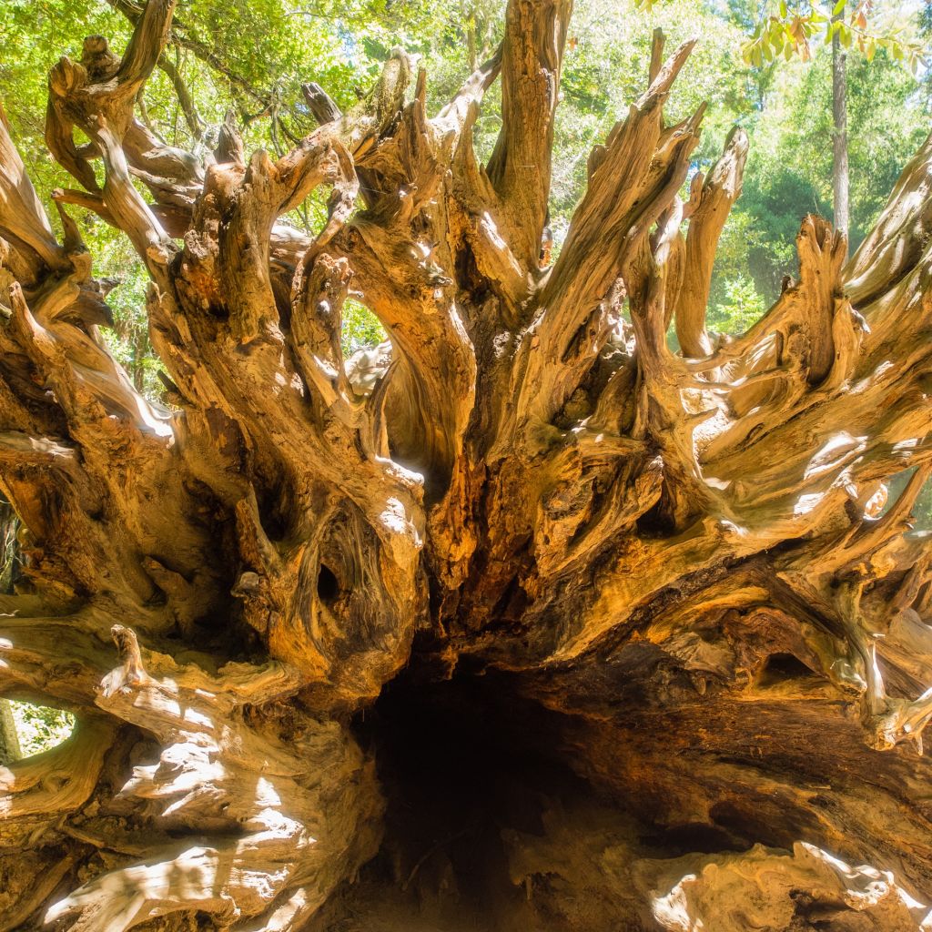Big Basin Redwoods State Park, California © Mariusz Jurgielewicz | Dreamstime