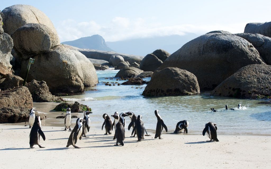 Boulder Beach, Cape Town, South Africa © Neil Bradfield | Dreamstime 43388496
