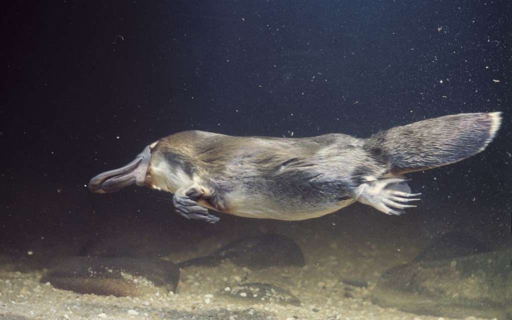 Platypus © Johncarnemolla | Dreamstime 28577812