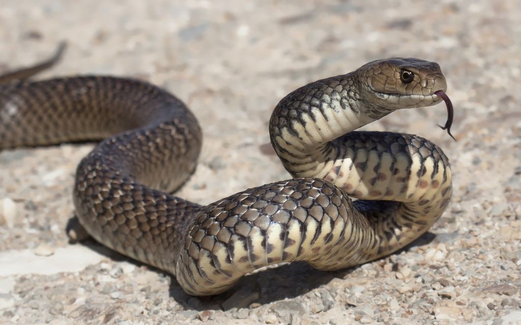 Eastern Brown Snake © Kristian Bell | Dreamstime 41148416