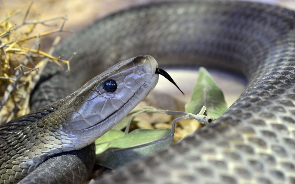 Black Mamba crop © Herman Pijpers | Flickr