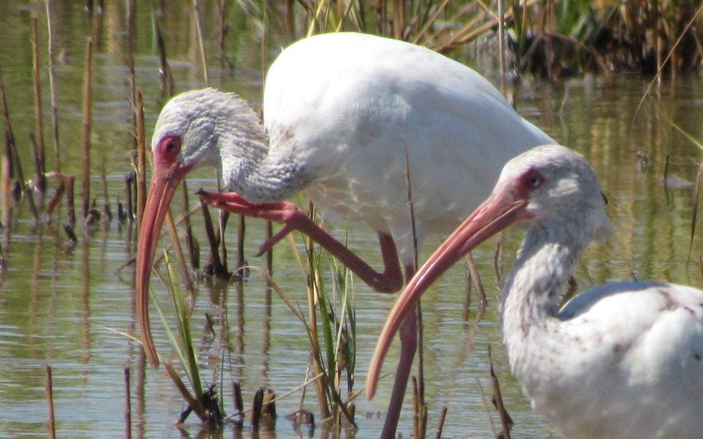 White Ibis of Galveston Island State Park, Texas © Ed Uthman | Flickr