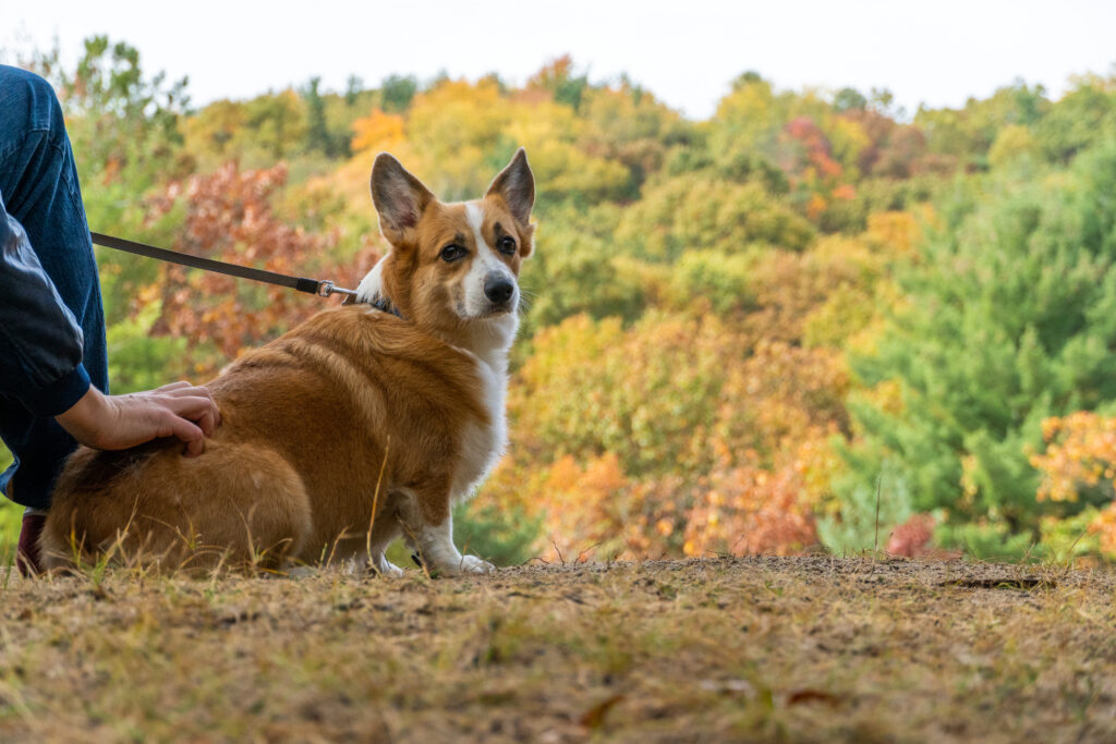 corgi