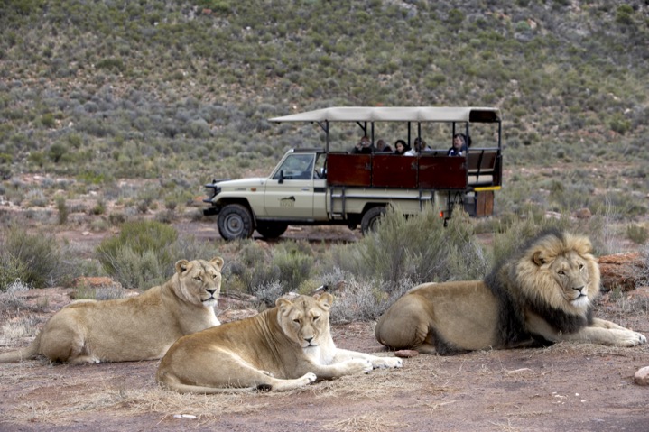 safari