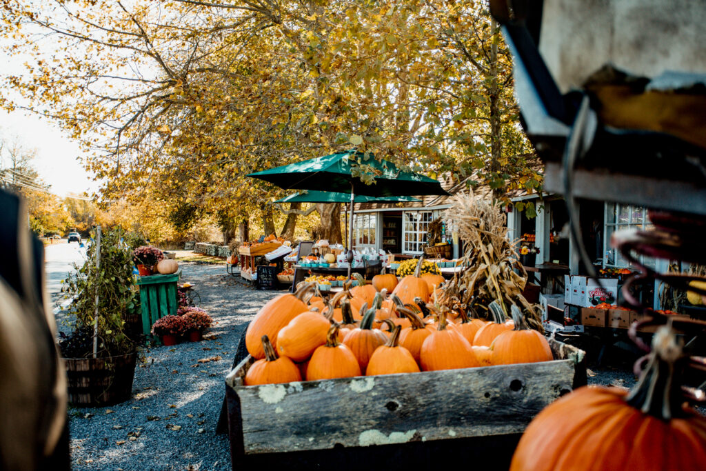 pumpkins