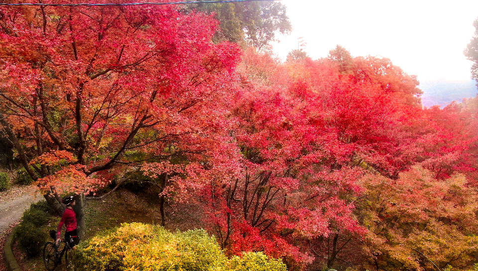 cherry blossoms