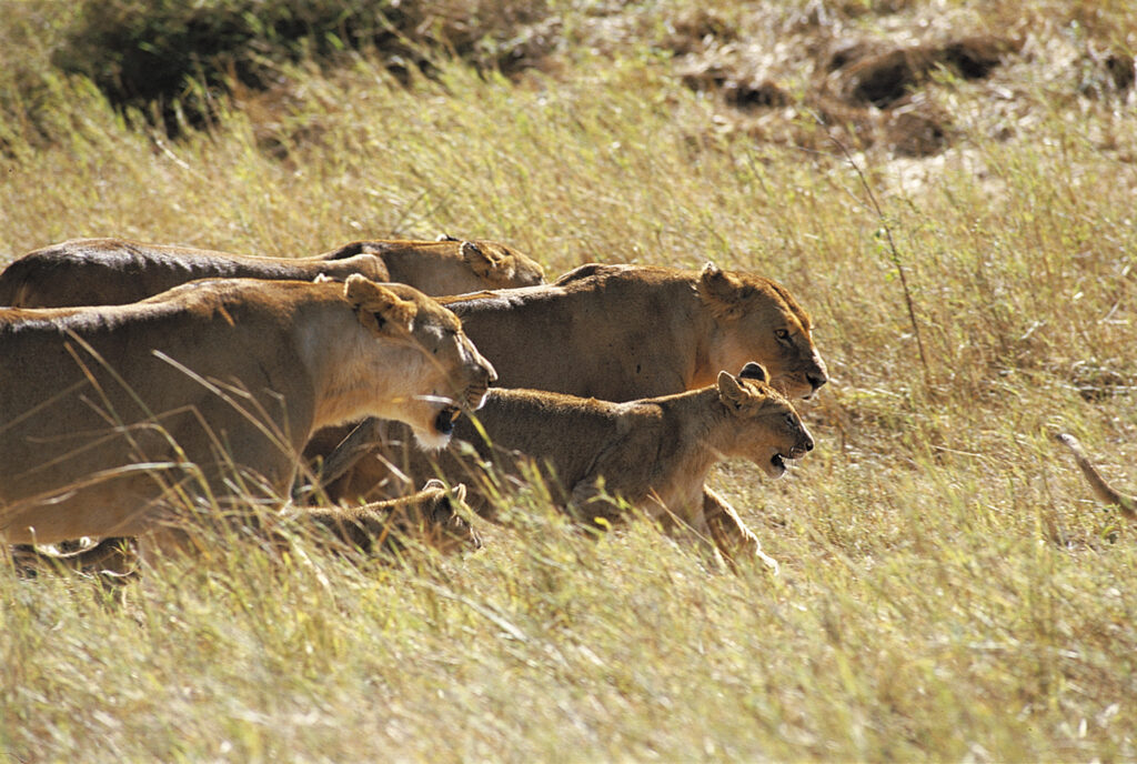 lions