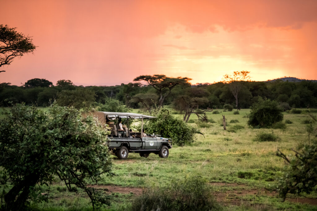safari