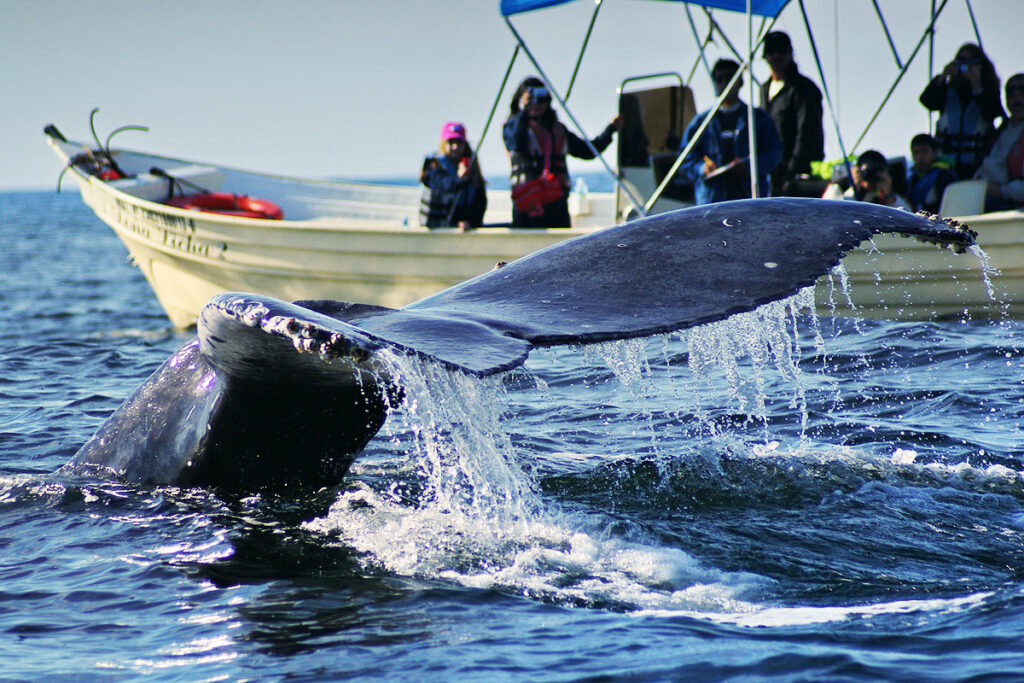 whale watching