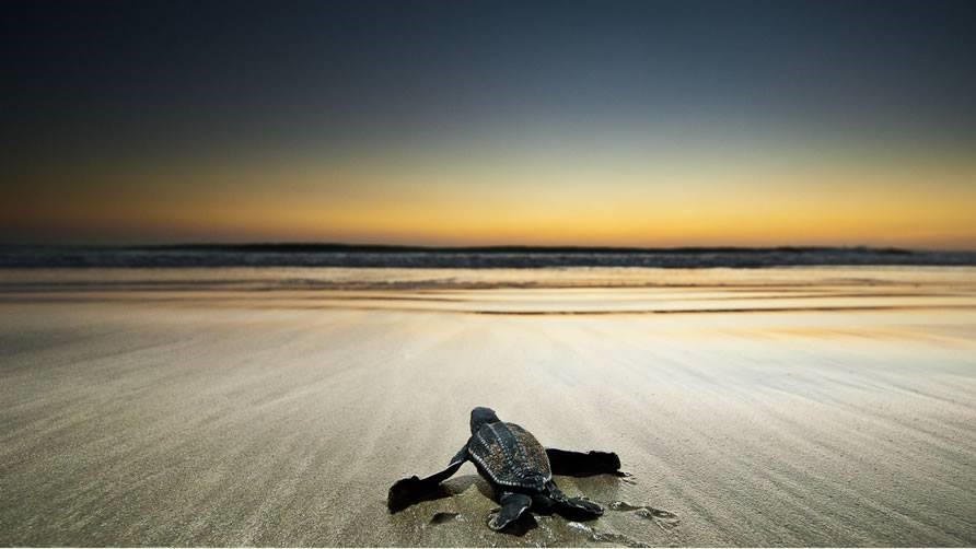 turtle sanctuary